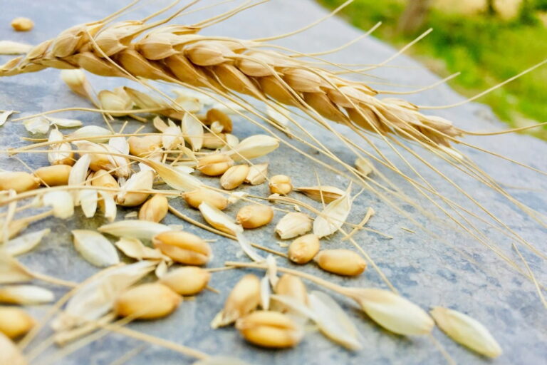 How the whole-grain trend went wrong